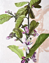 Load image into Gallery viewer, Magnolia &amp; Lemon V – AJ Lawson - Original Australian Art
